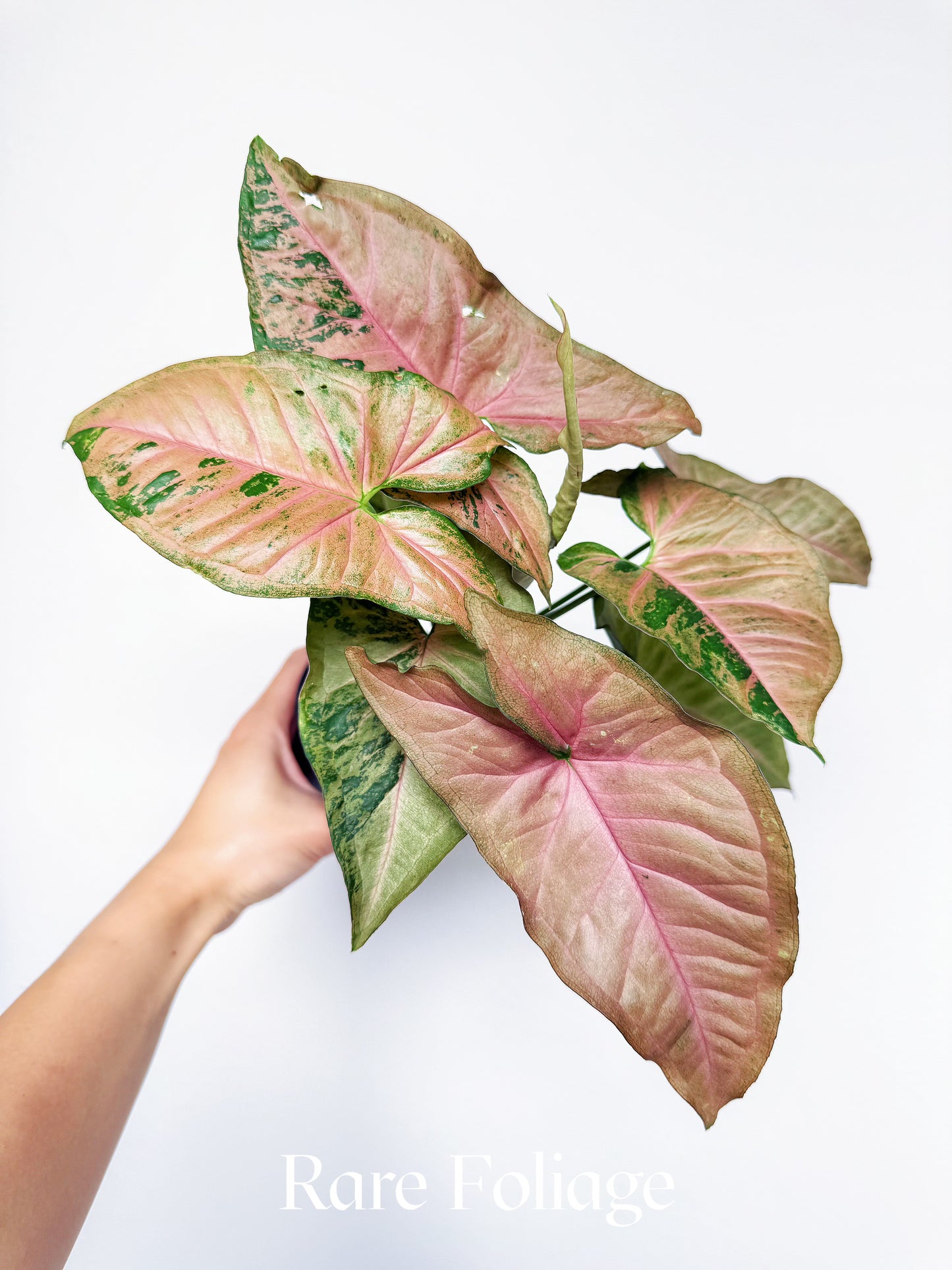 Syngonium Pink Flecked 4"