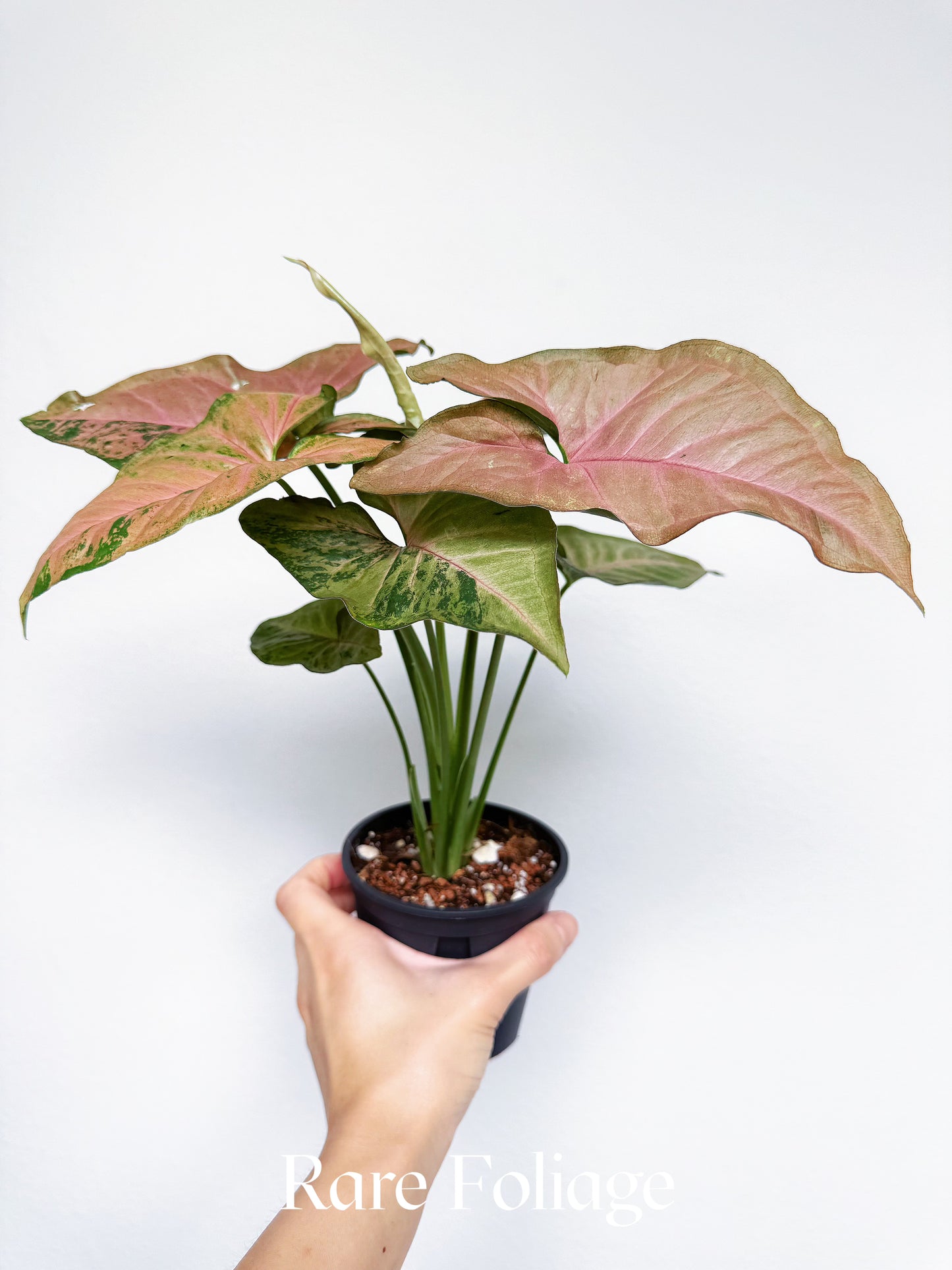 Syngonium Pink Flecked 4"