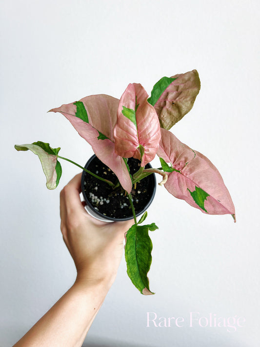 Syngonium Pink Lava 4"