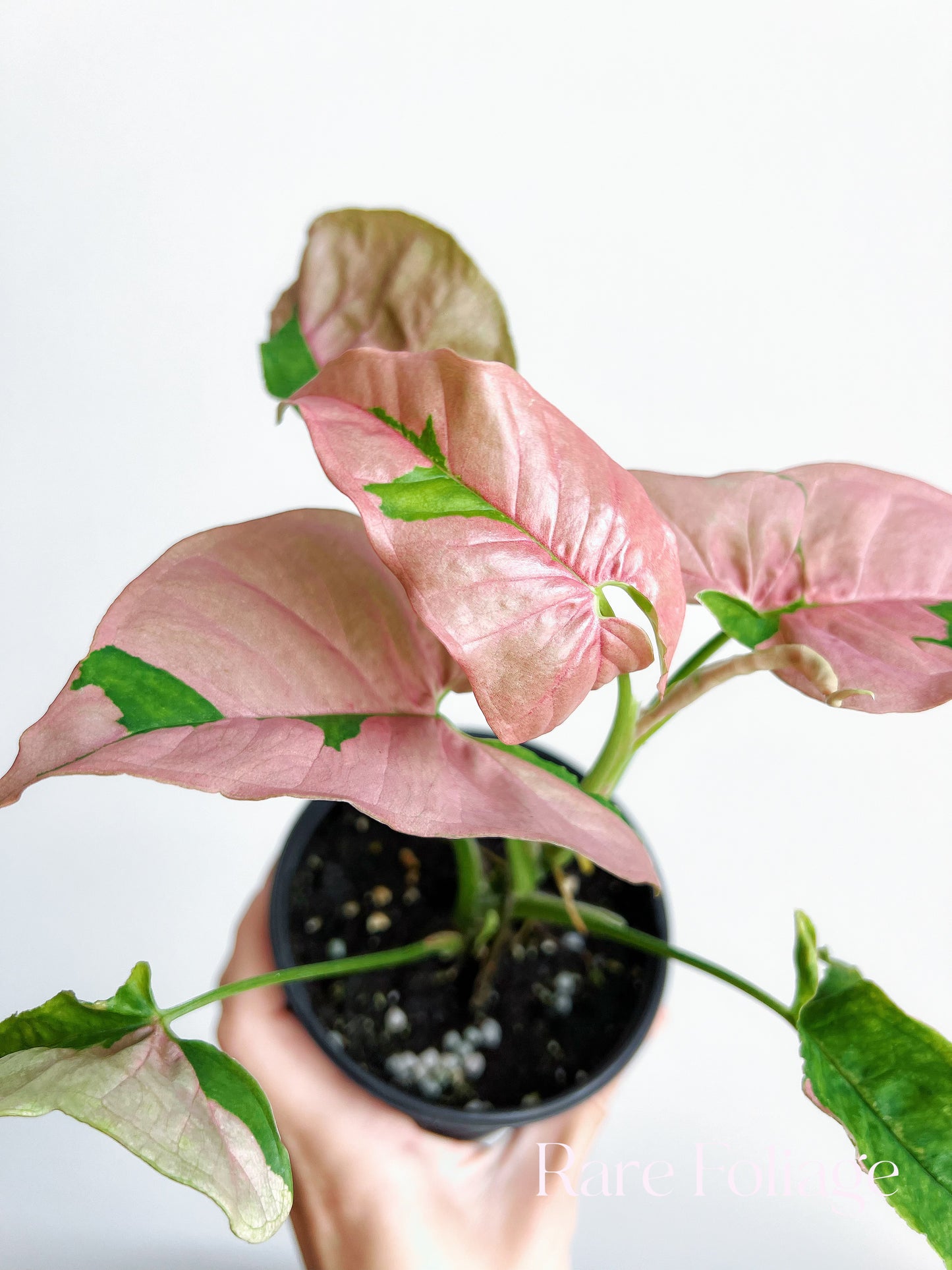 Syngonium Pink Lava 4"