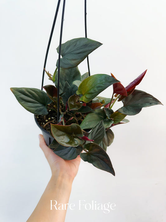Syngonium Red Arrow 6" Hanging Basket