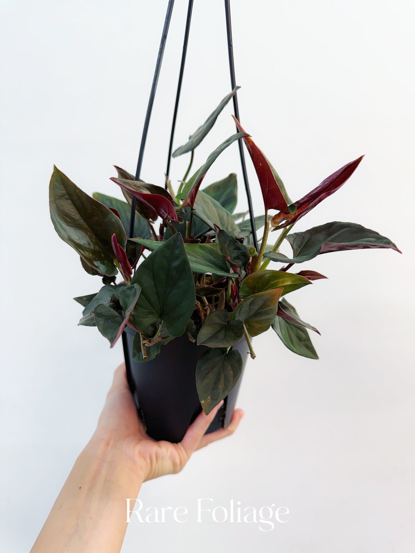 Syngonium Red Arrow 6" Hanging Basket