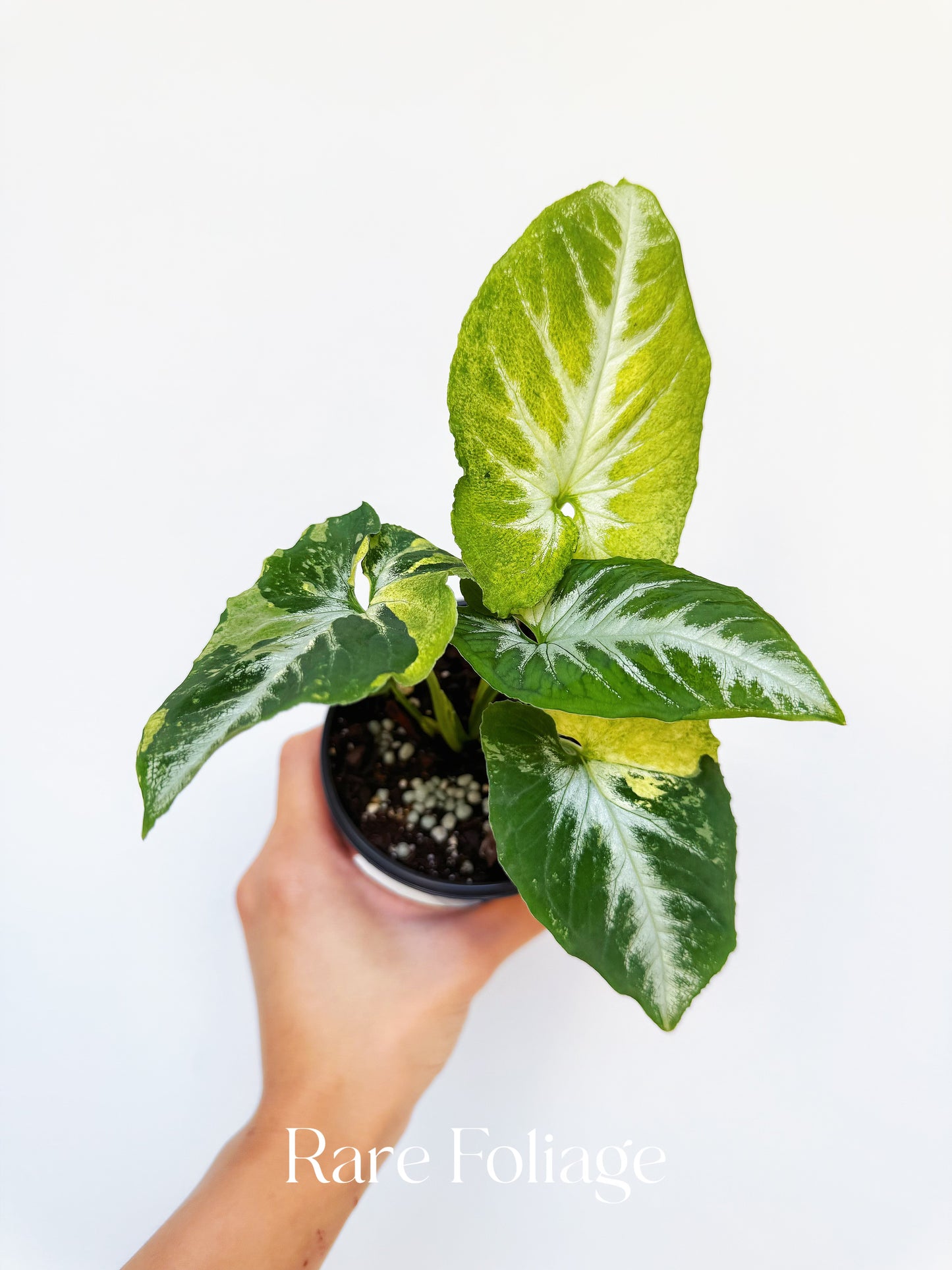 Syngonium Scrambled Eggs 4”