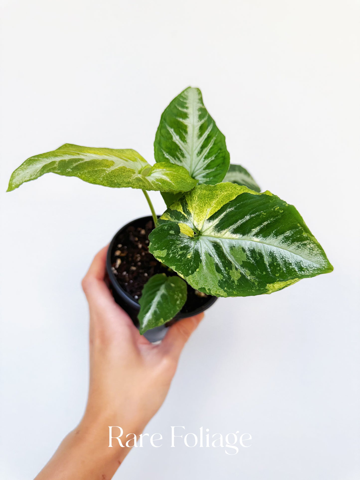 Syngonium Scrambled Eggs 4”