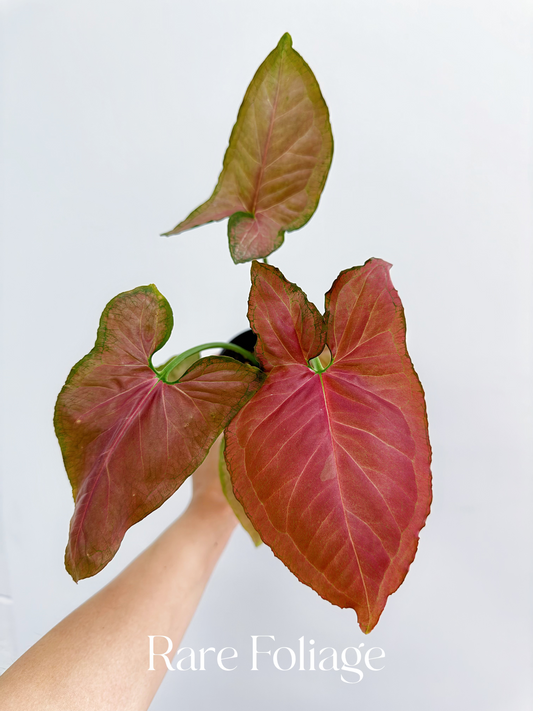 Syngonium Pink Perfection 4" - US SELLER