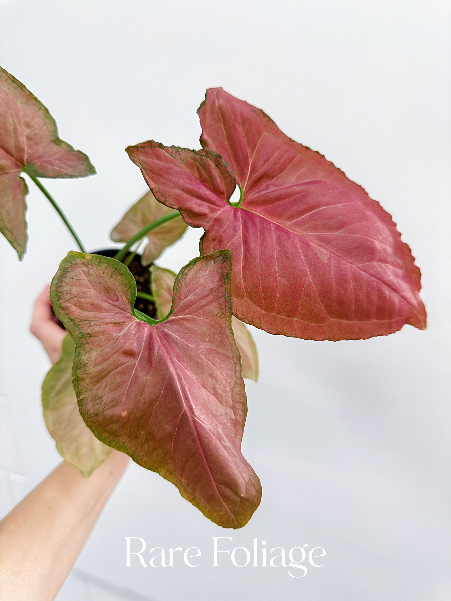 Syngonium Pink Perfection 4" - US SELLER