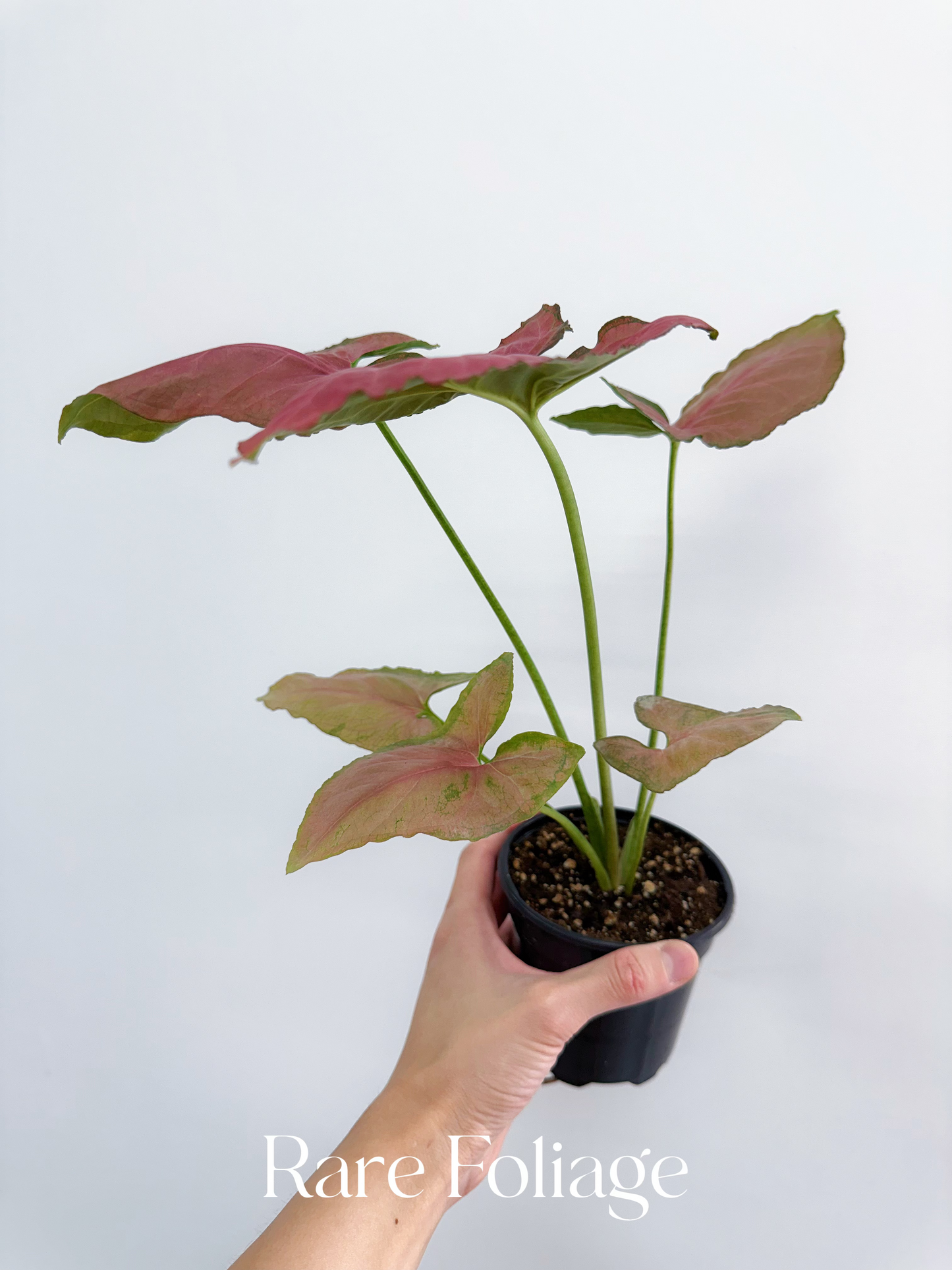 Syngonium Pink Perfection 4" - US SELLER