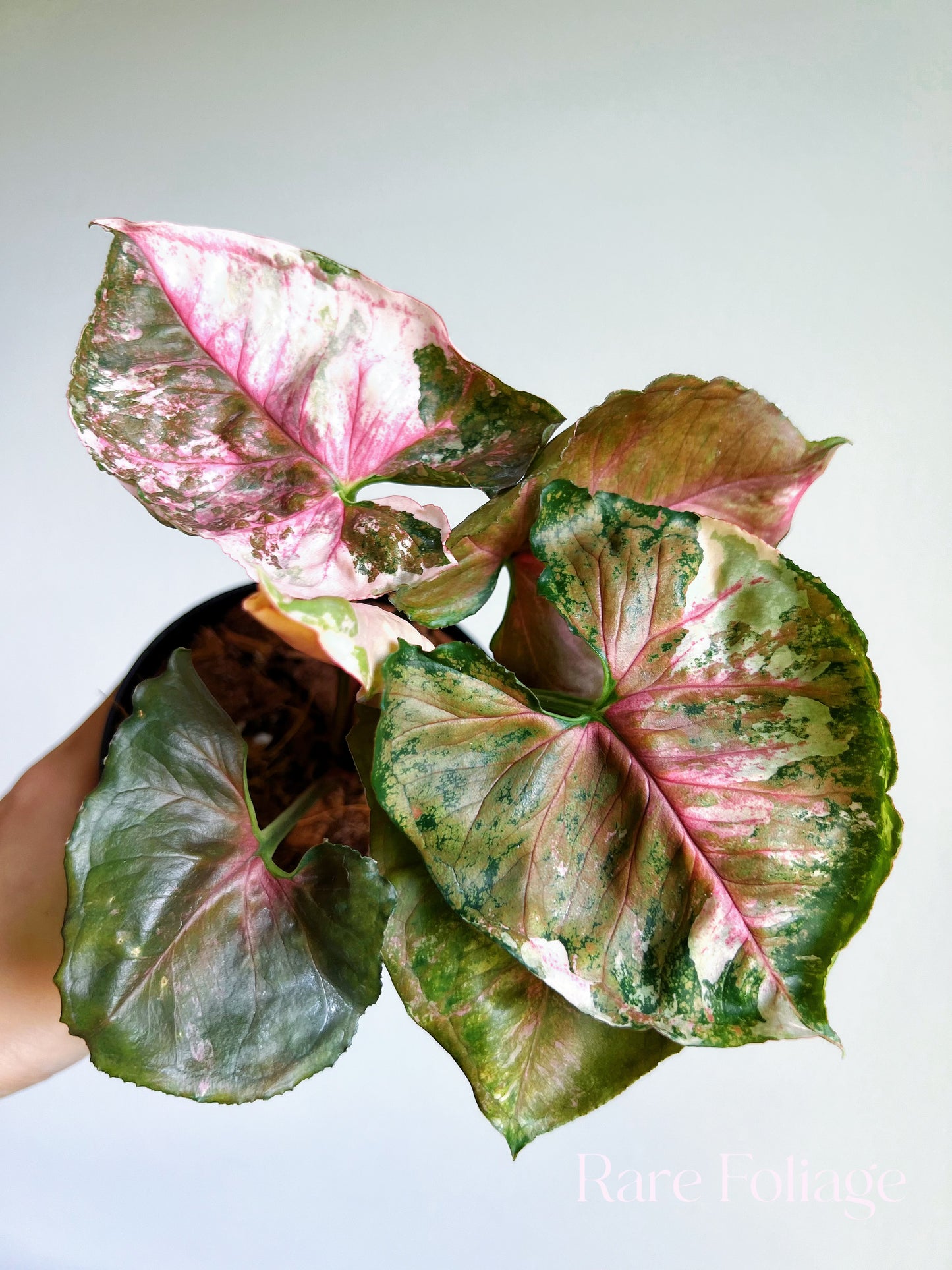 Syngonium Strawberry Ice Galaxy 4”