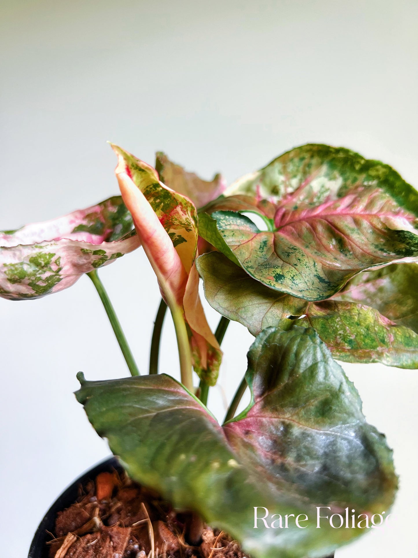 Syngonium Strawberry Ice Galaxy 4”