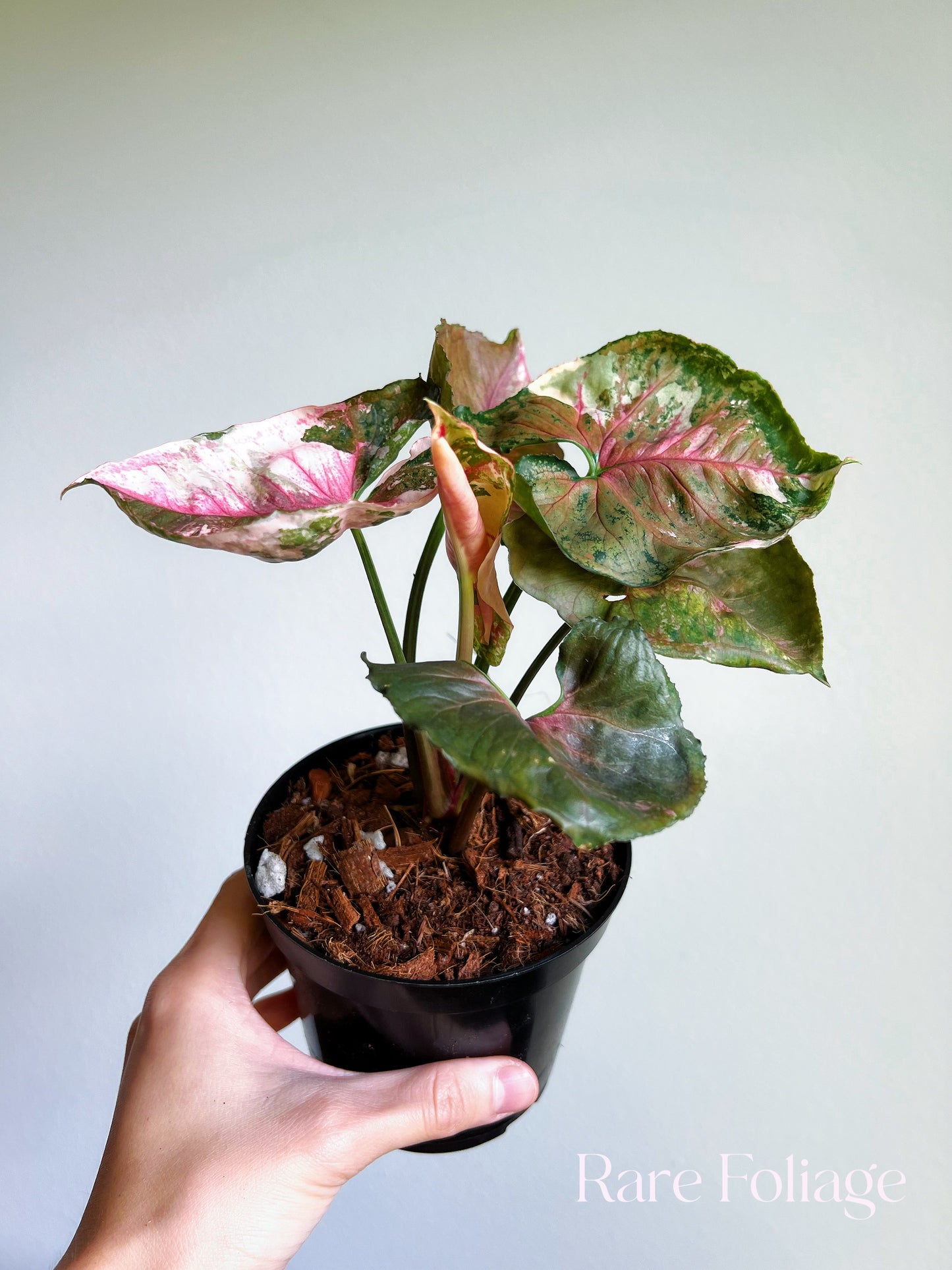 Syngonium Strawberry Ice Galaxy 4”