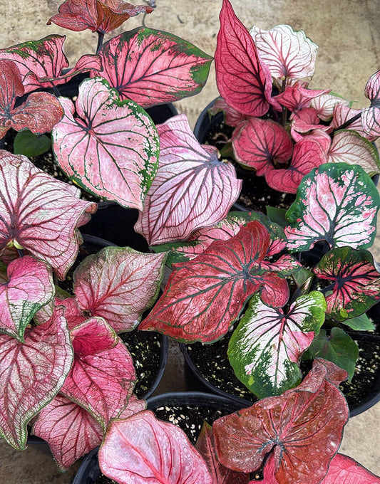 Assorted Thai Caladium 4”