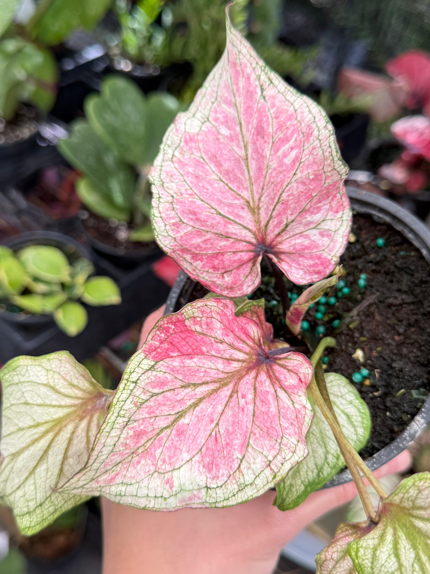 Assorted Thai Caladium 4”