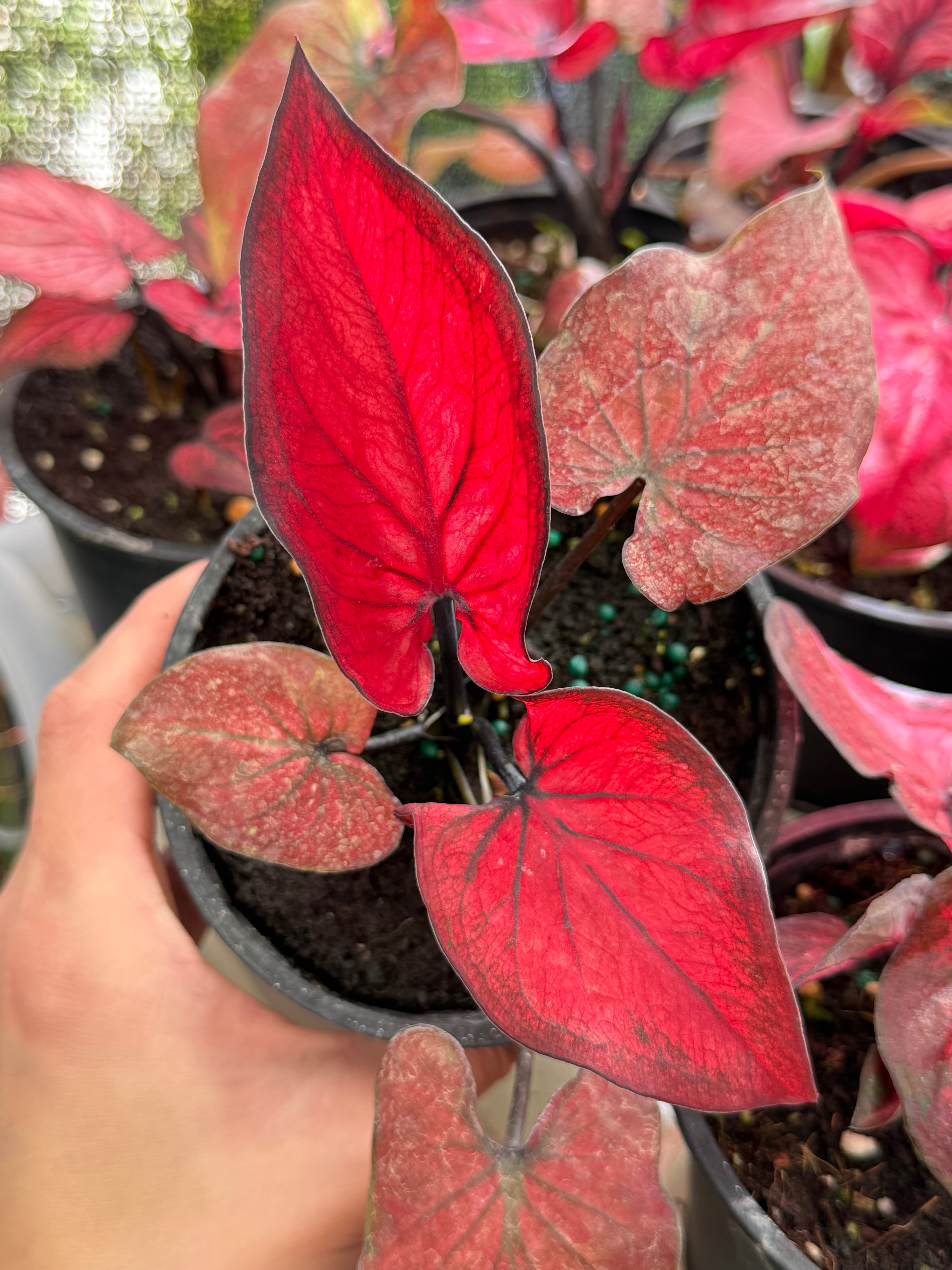 Rare Foliage Plant Co Thai Caladium - Thumbnail 3