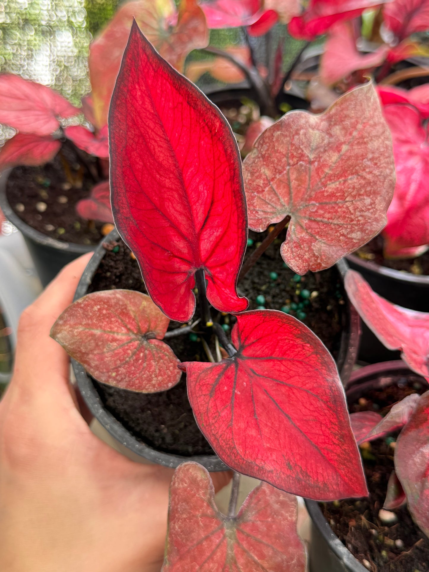 Assorted Thai Caladium 4”