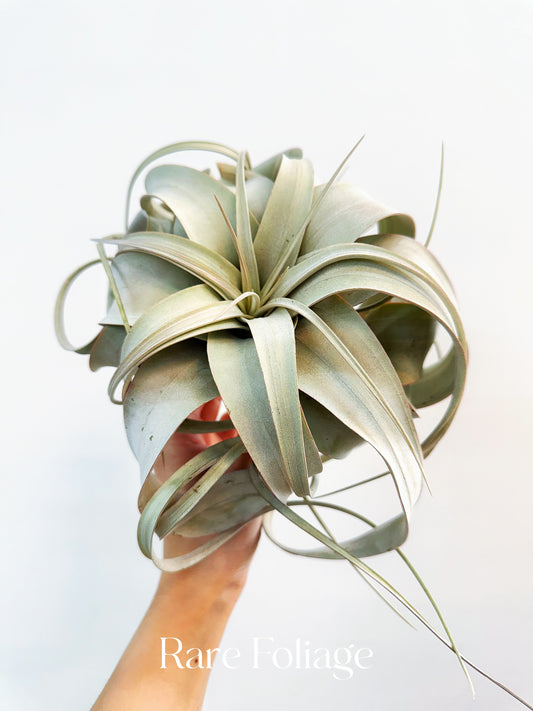 Tillandsia Xerographica XL