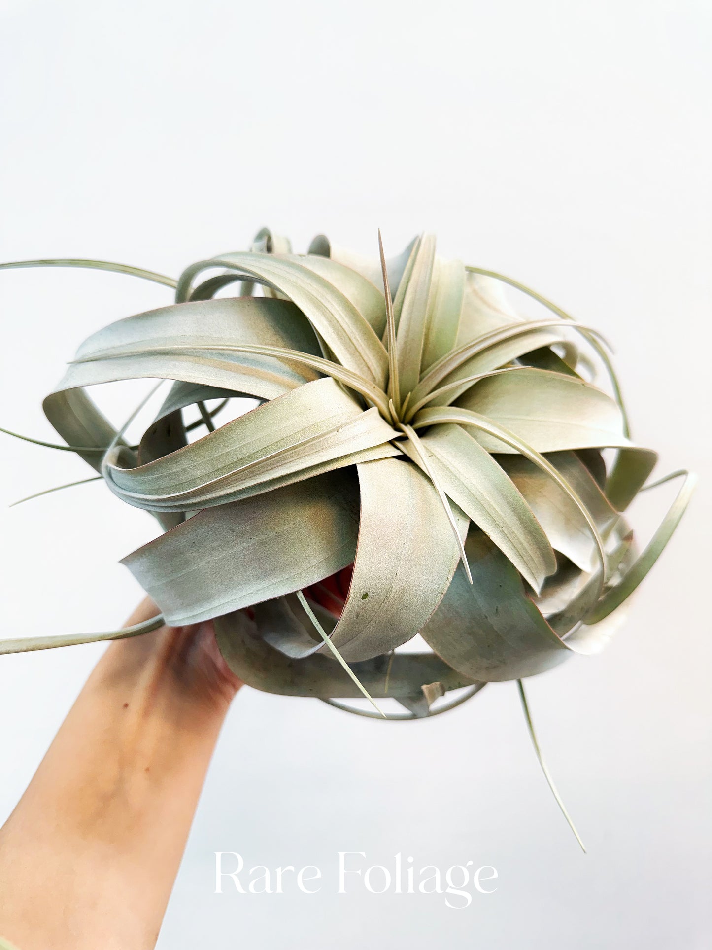 Tillandsia Xerographica XL