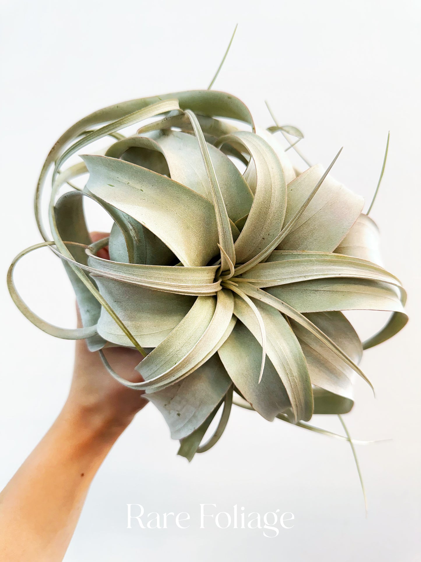 Tillandsia Xerographica XL