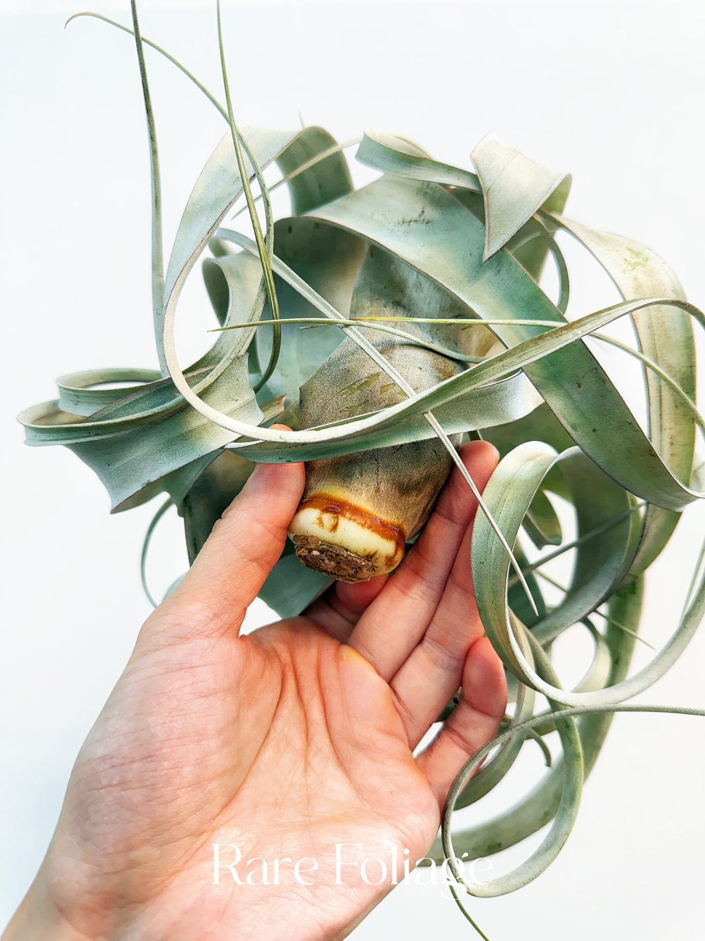 Tillandsia Xerographica XL