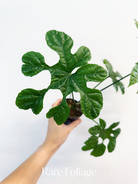 Trevesia Palmata 3”