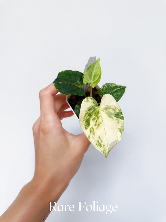 Variegated Anthurium Forgetii Hybrid x Papillilaminum AOS (Tezula) 2"