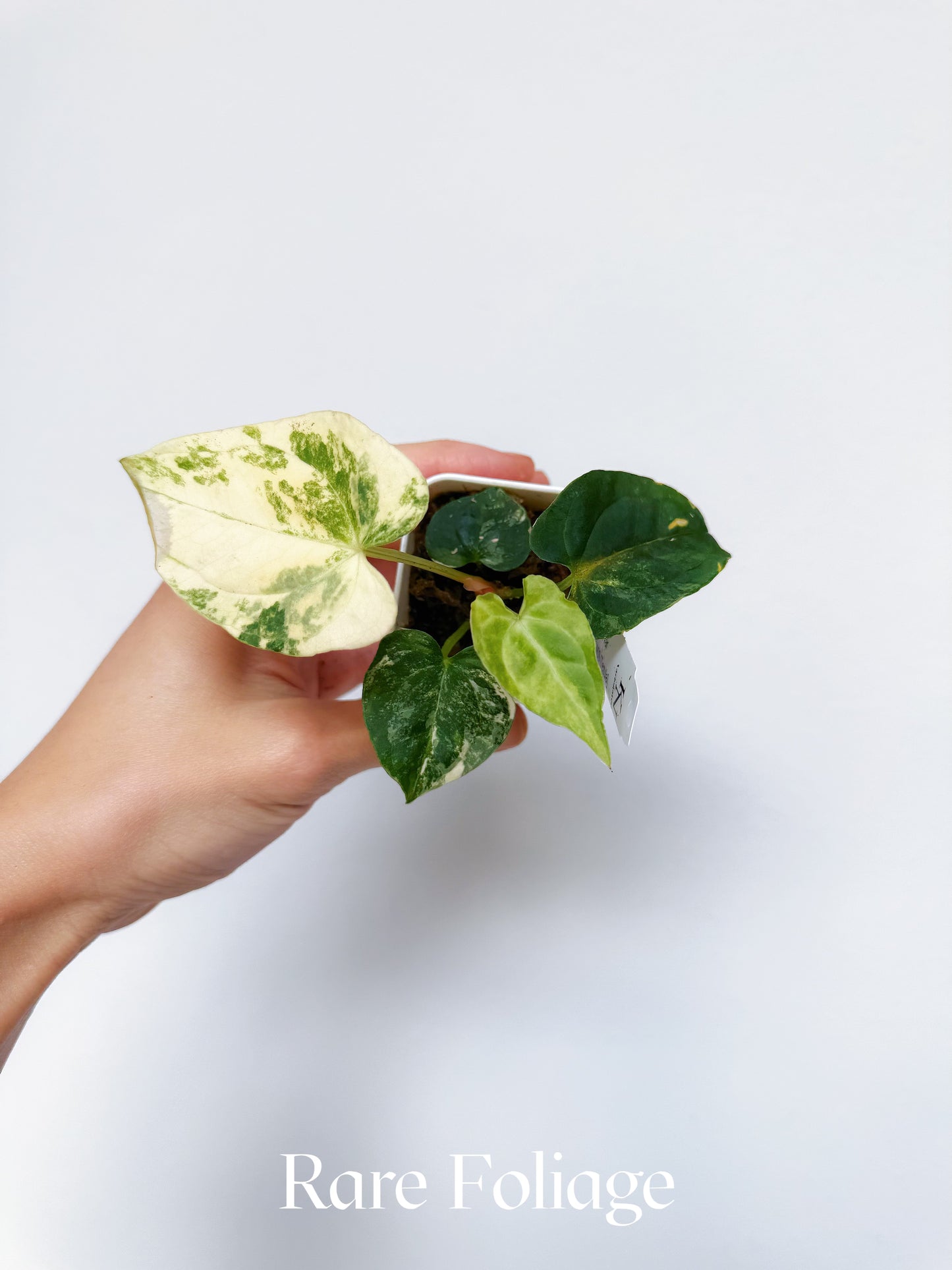 Variegated Anthurium Forgetii Hybrid x Papillilaminum AOS (Tezula) 2"