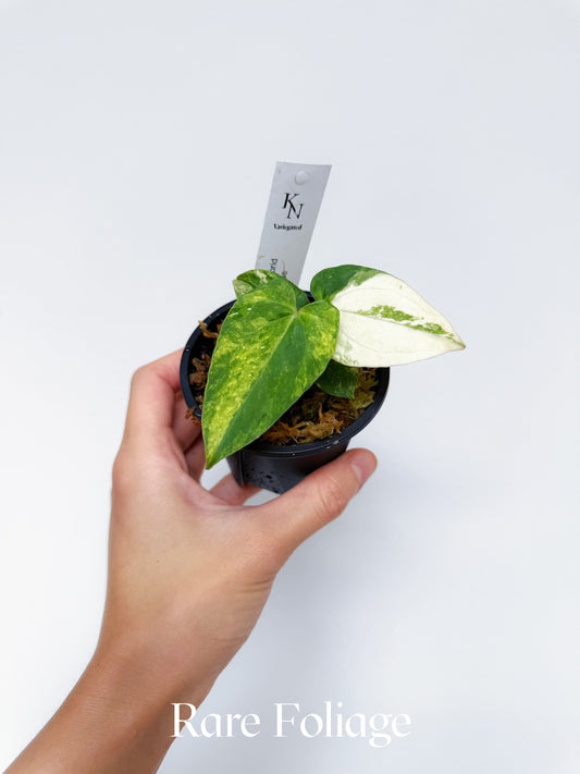 Variegated Anthurium Forgetii Hybrid x RL Carlablackiae 3"