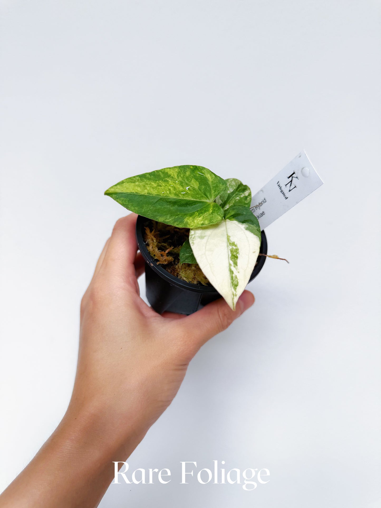 Variegated Anthurium Forgetii Hybrid x RL Carlablackiae 3"