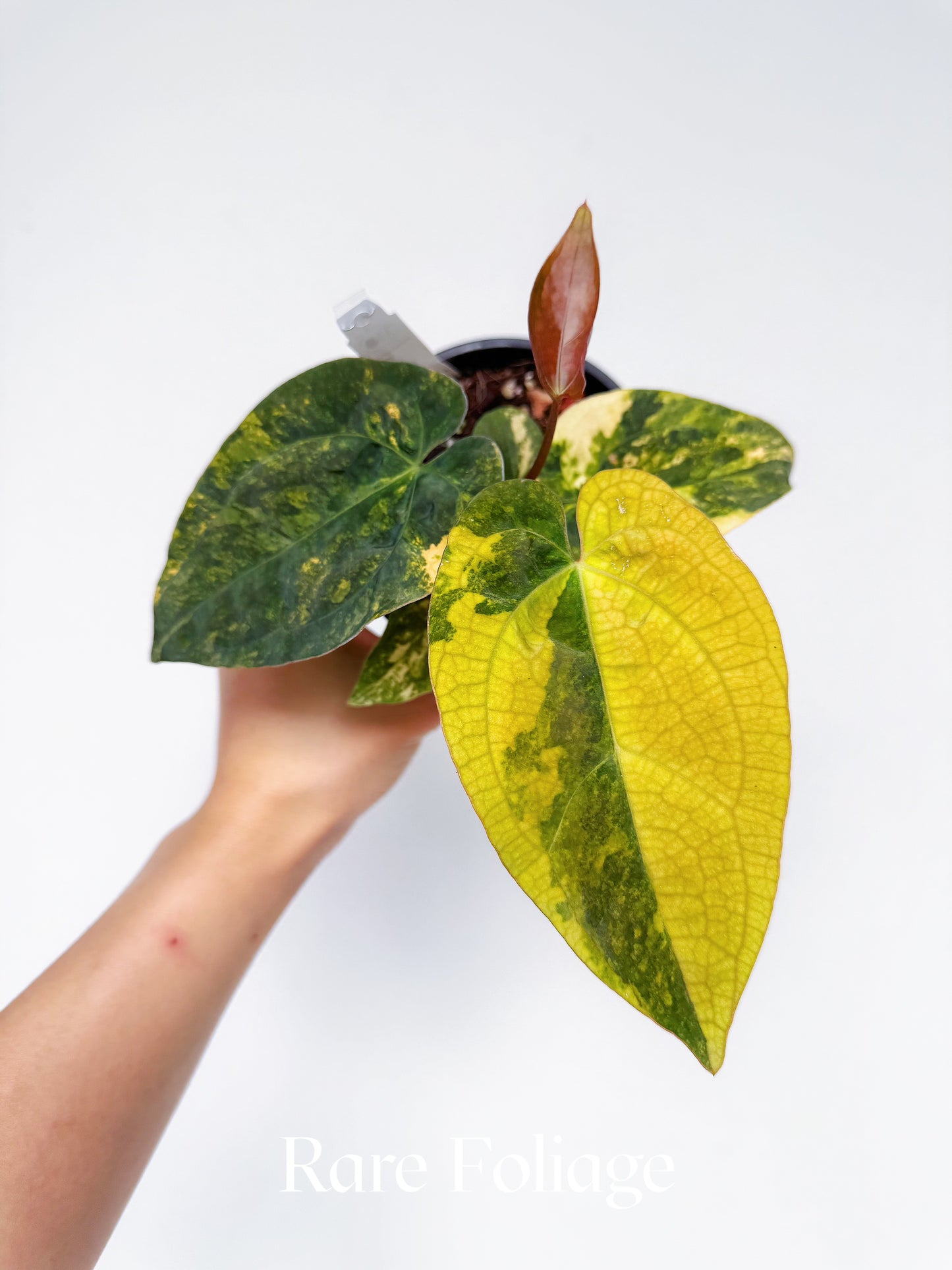 Anthurium Variegated Forgetii x Night Dragon 3" Exact Plant