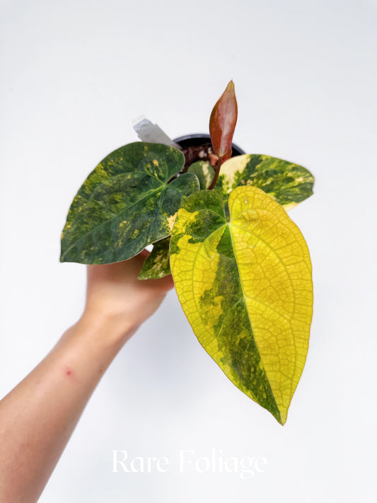 Anthurium Variegated Forgetii x Night Dragon 3" Exact Plant