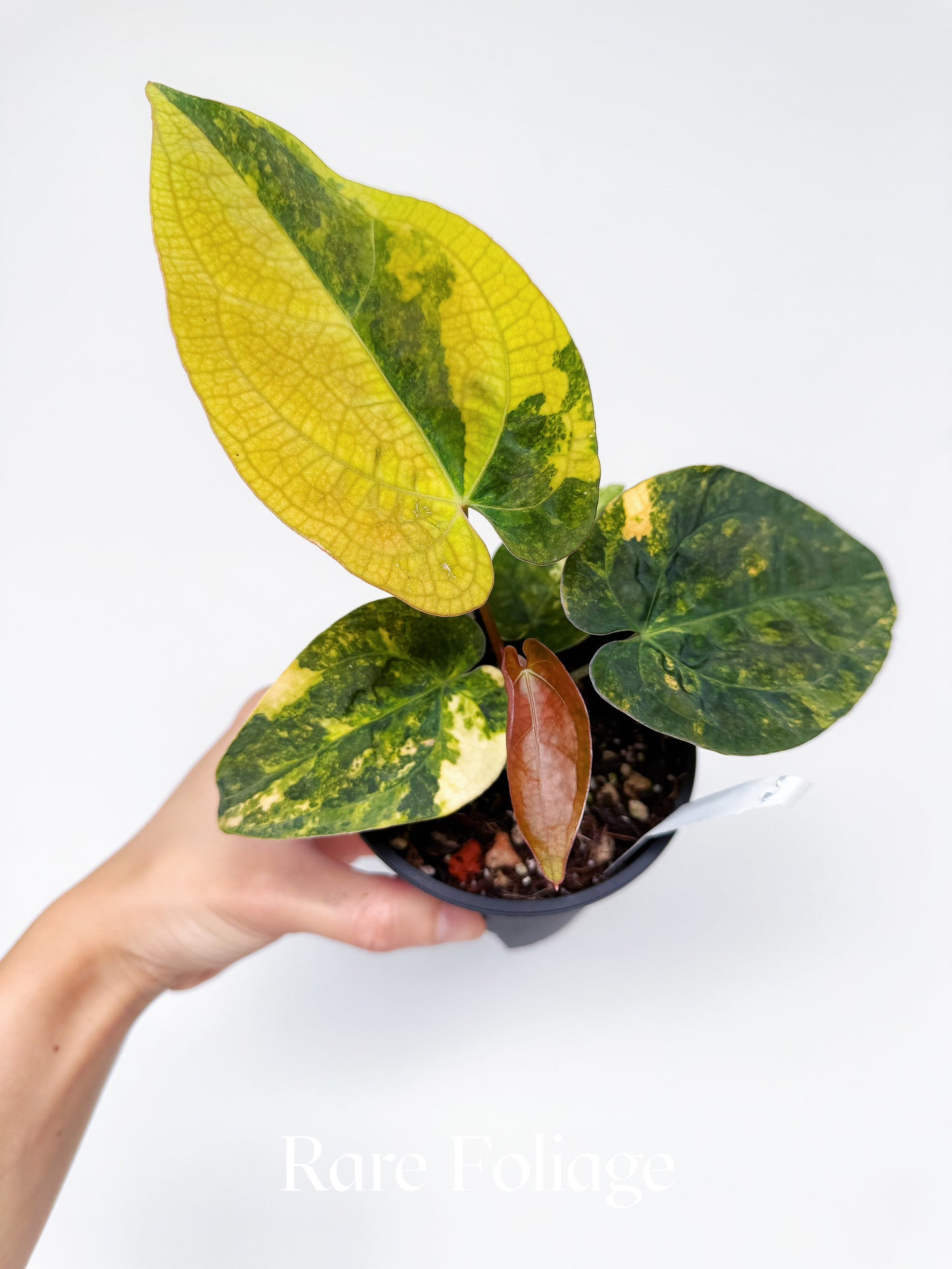 Anthurium Variegated Forgetii x Night Dragon 3" Exact Plant