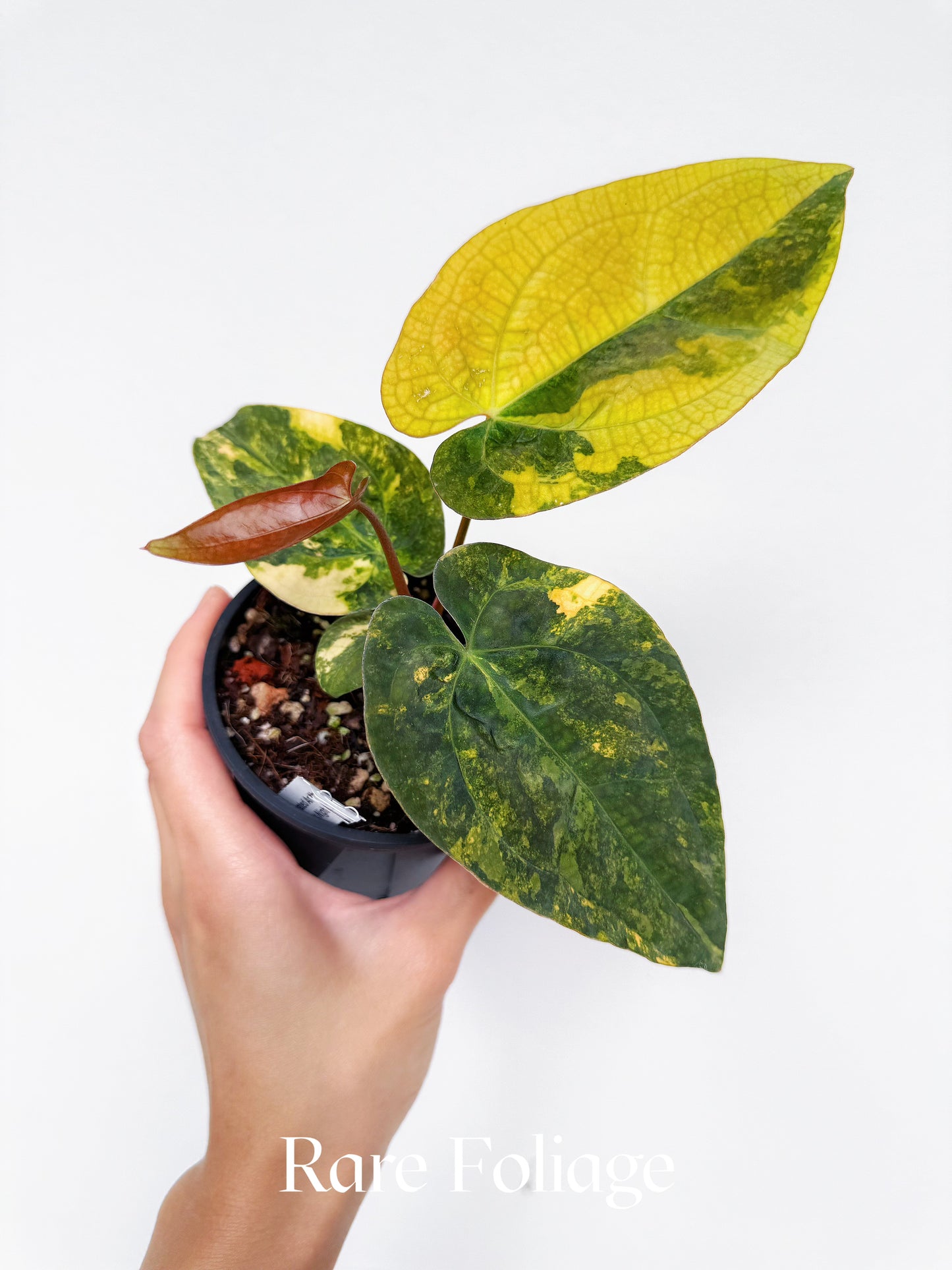 Anthurium Variegated Forgetii x Night Dragon 3" Exact Plant