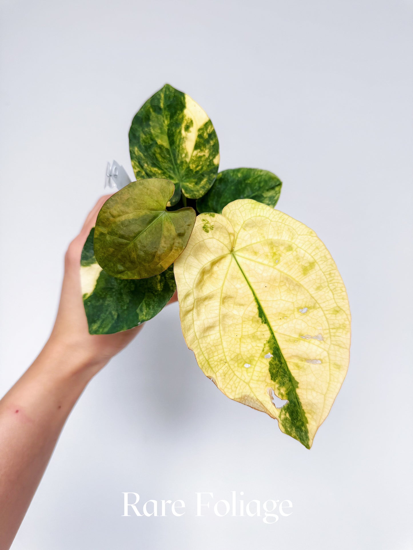 Anthurium Variegated Forgetii x Night Dragon 3" Exact Plant