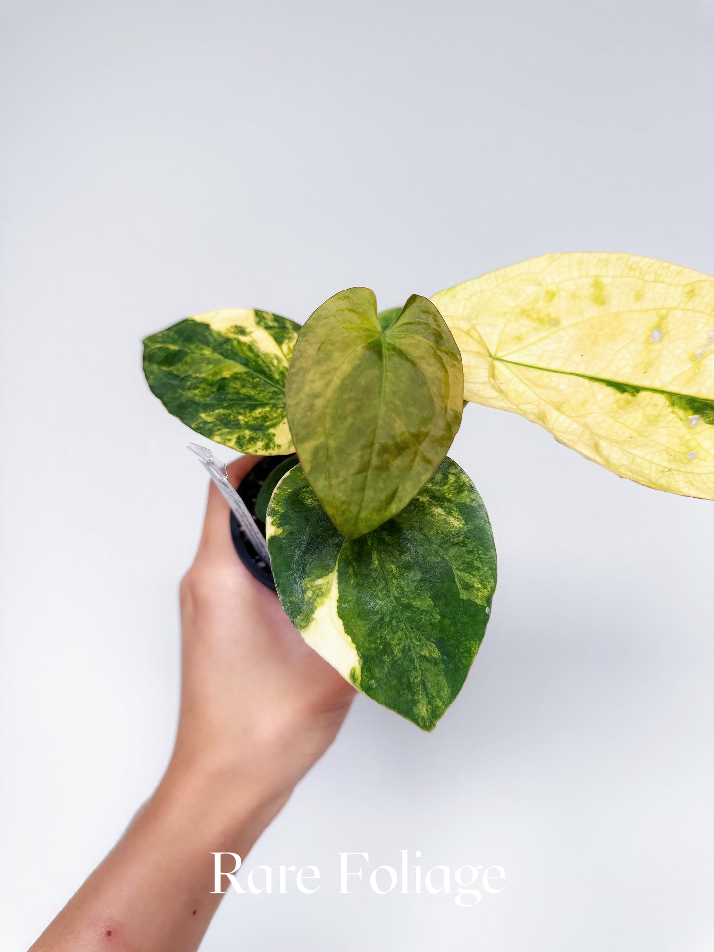 Anthurium Variegated Forgetii x Night Dragon 3" Exact Plant