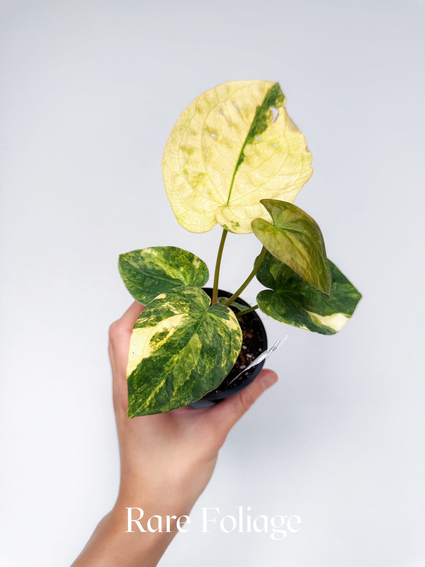 Anthurium Variegated Forgetii x Night Dragon 3" Exact Plant