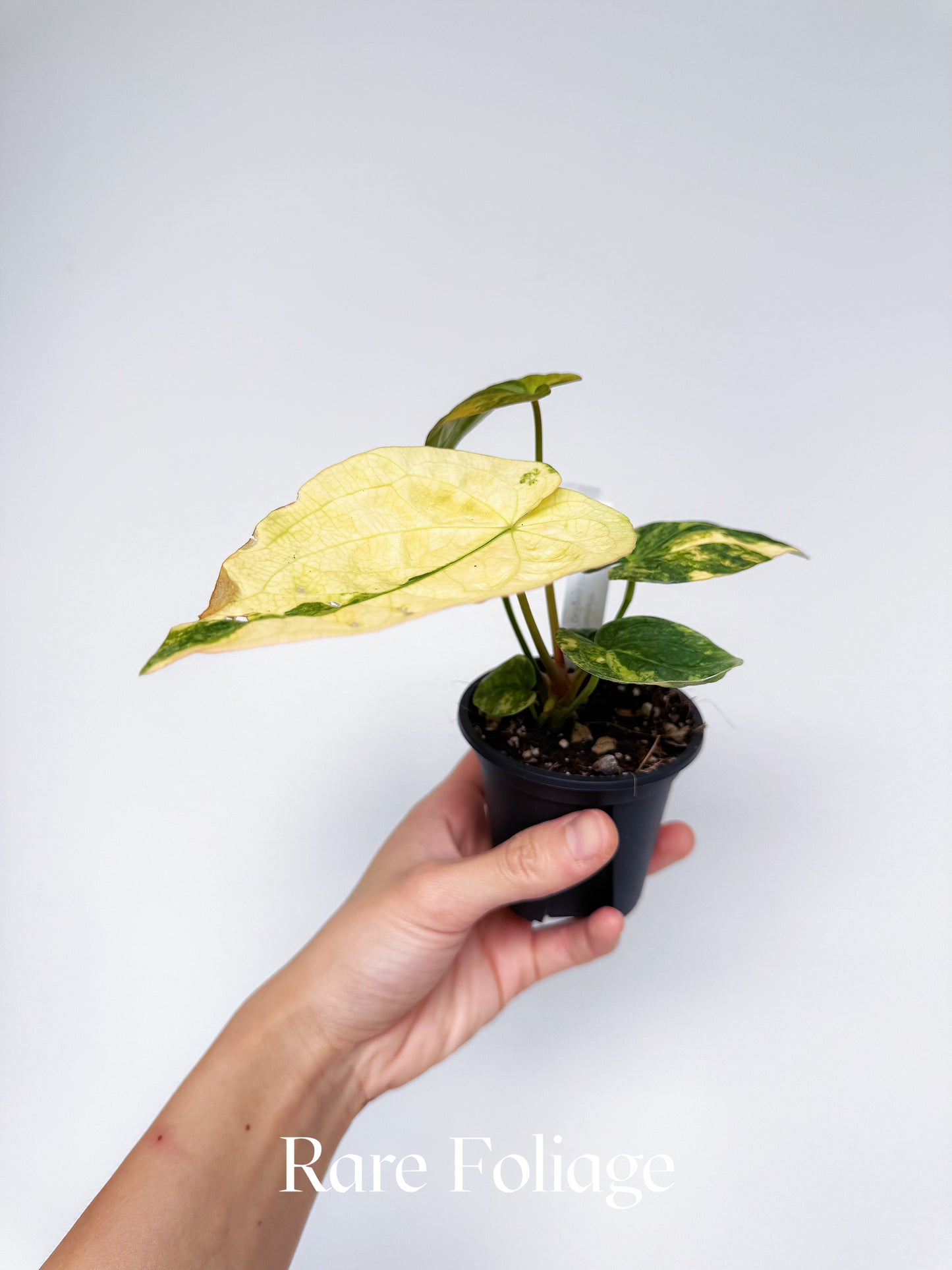 Anthurium Variegated Forgetii x Night Dragon 3" Exact Plant