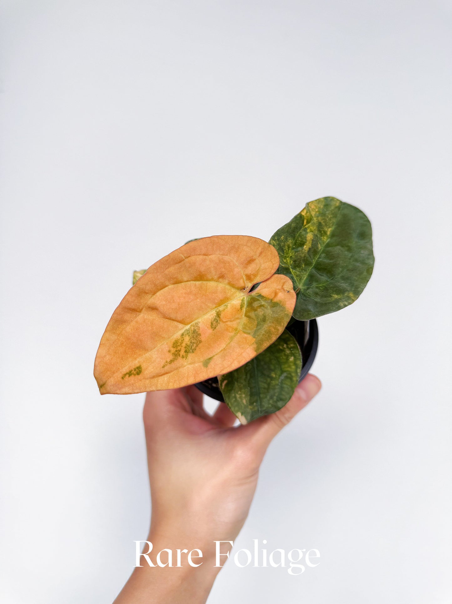 Anthurium Variegated Forgetii x Night Dragon 3" Exact Plant