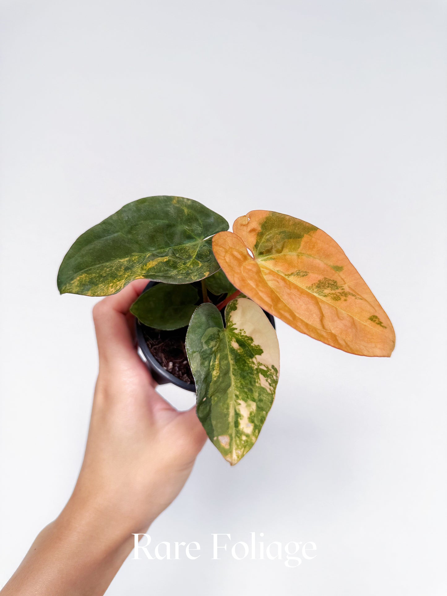 Anthurium Variegated Forgetii x Night Dragon 3" Exact Plant