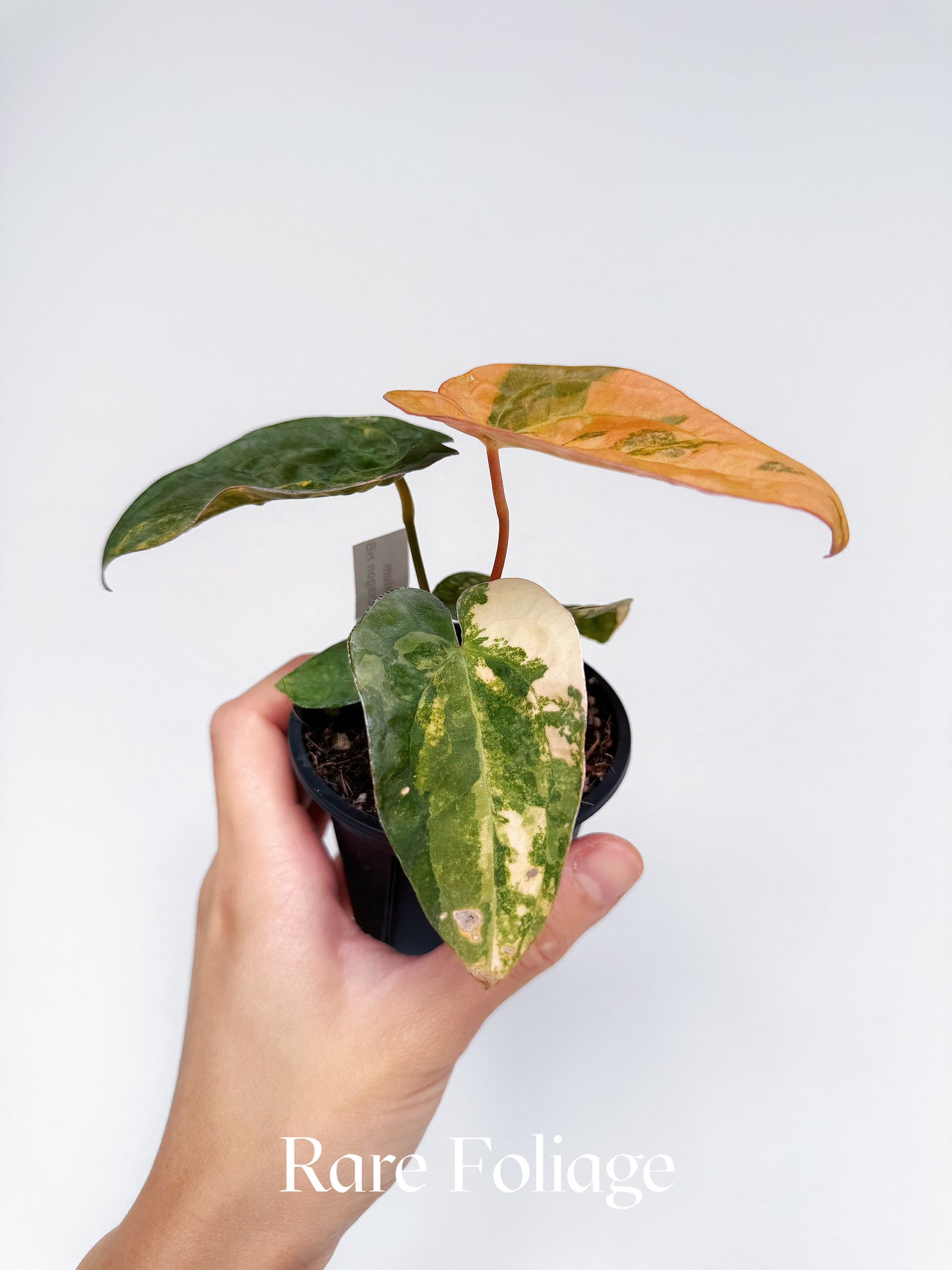 Anthurium Variegated Forgetii x Night Dragon 3" Exact Plant