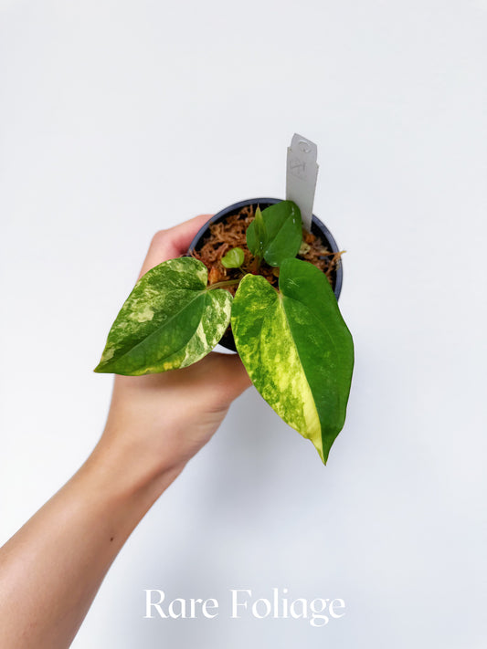 Variegated Anthurium Guna x Papillilaminum x AOS Tezula 3"