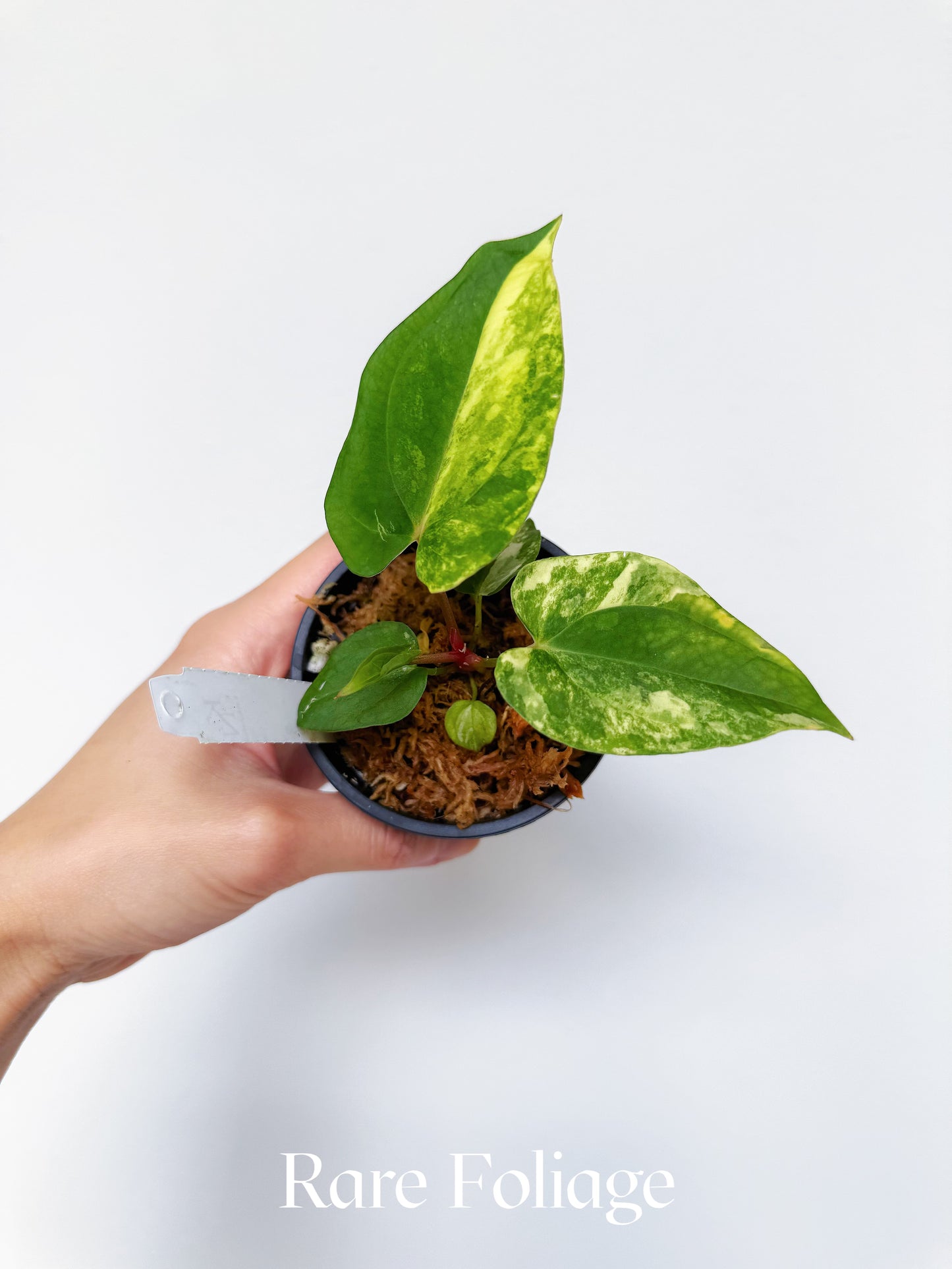 Variegated Anthurium Guna x Papillilaminum x AOS Tezula 3"