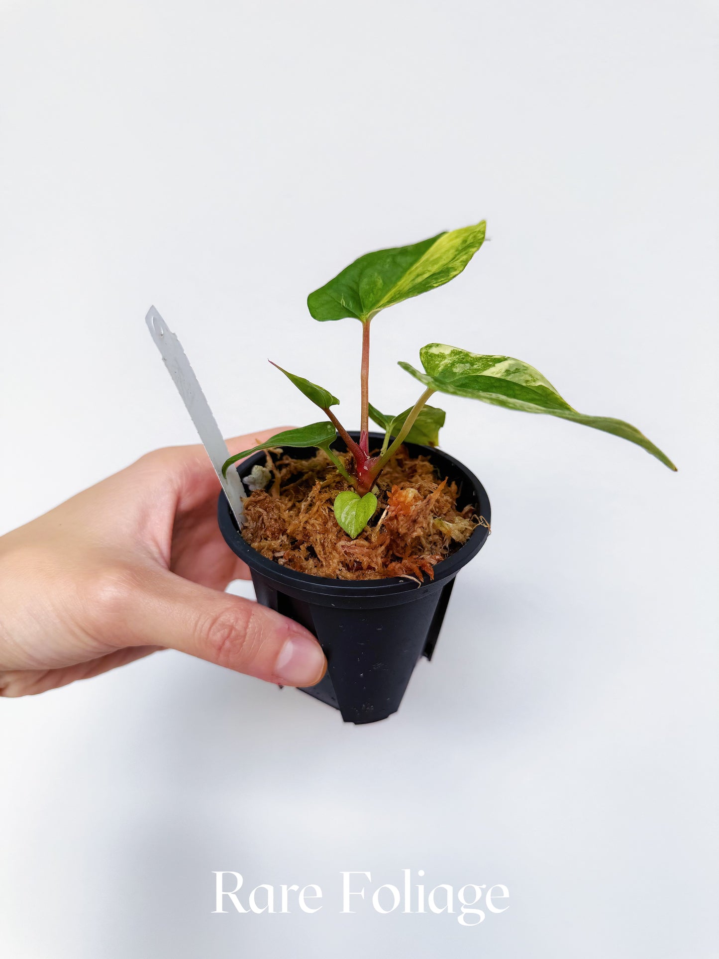 Variegated Anthurium Guna x Papillilaminum x AOS Tezula 3"