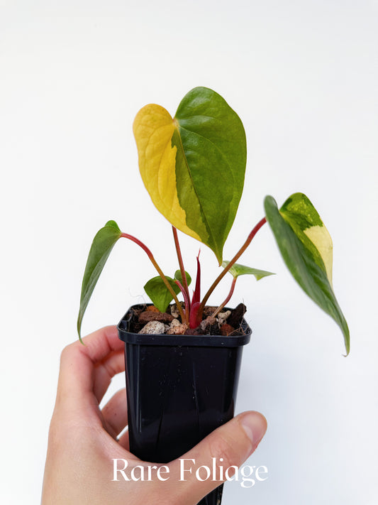 Variegated Anthurium Papillilaminum Hybrid 3"