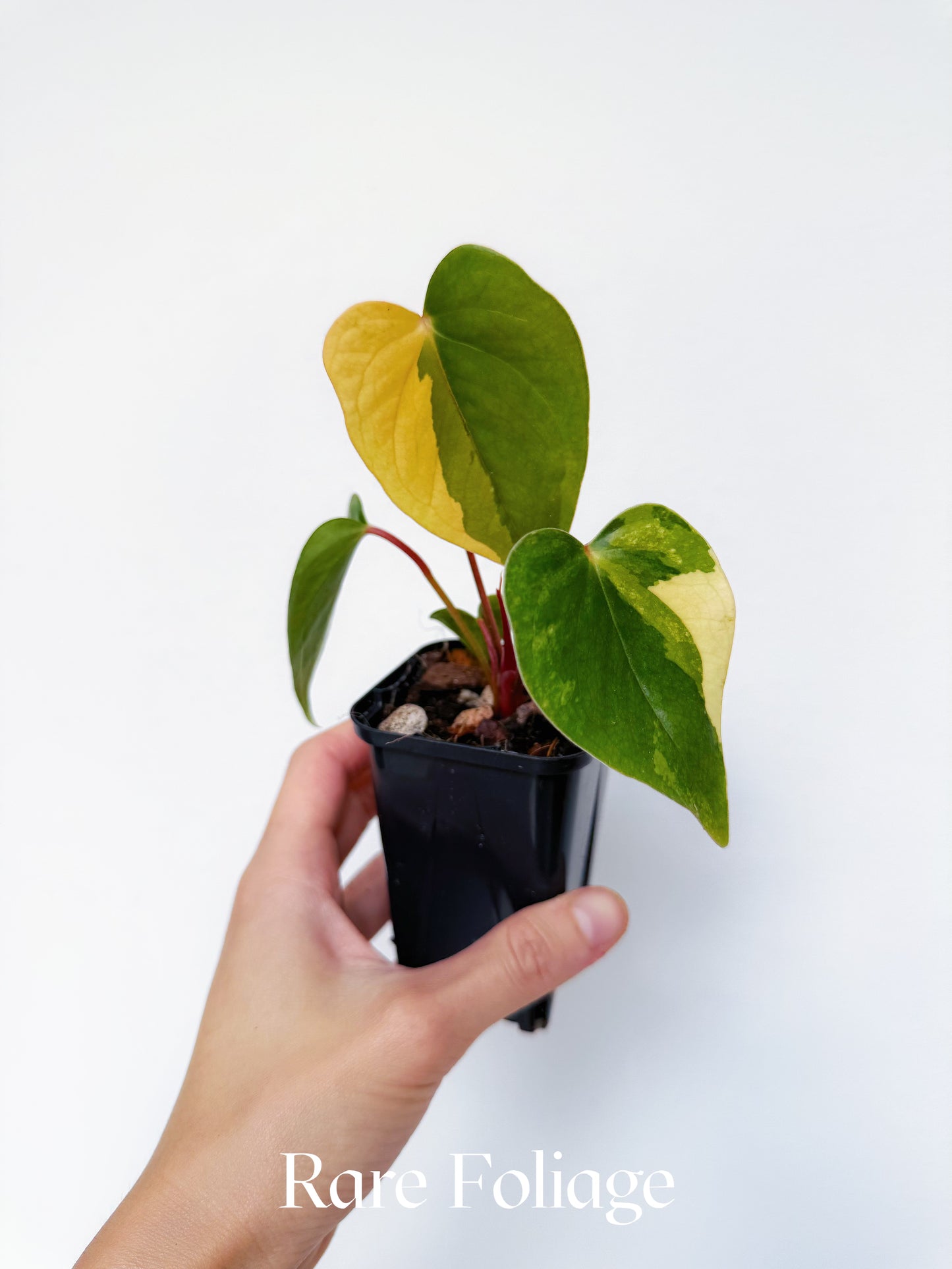 Variegated Anthurium Papillilaminum Hybrid 3"