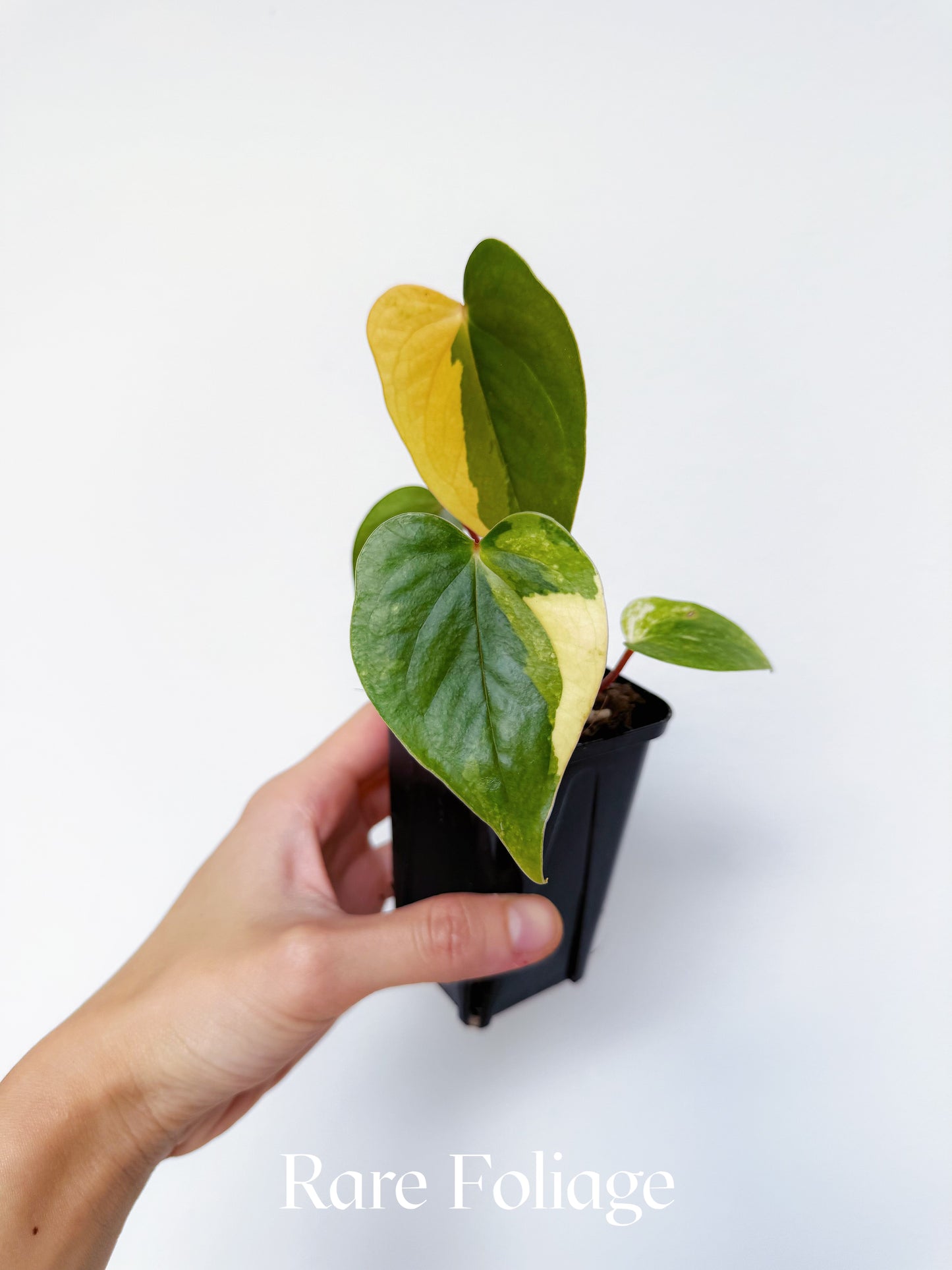 Variegated Anthurium Papillilaminum Hybrid 3"