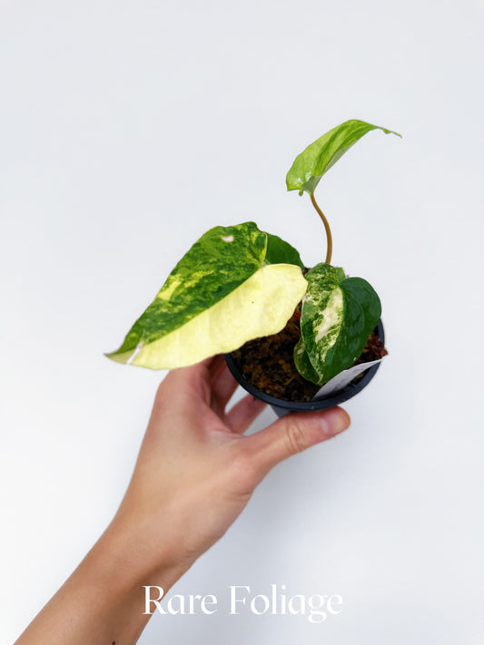 Variegated Anthurium Papillilaminum RL x Ralph Lynam 3"