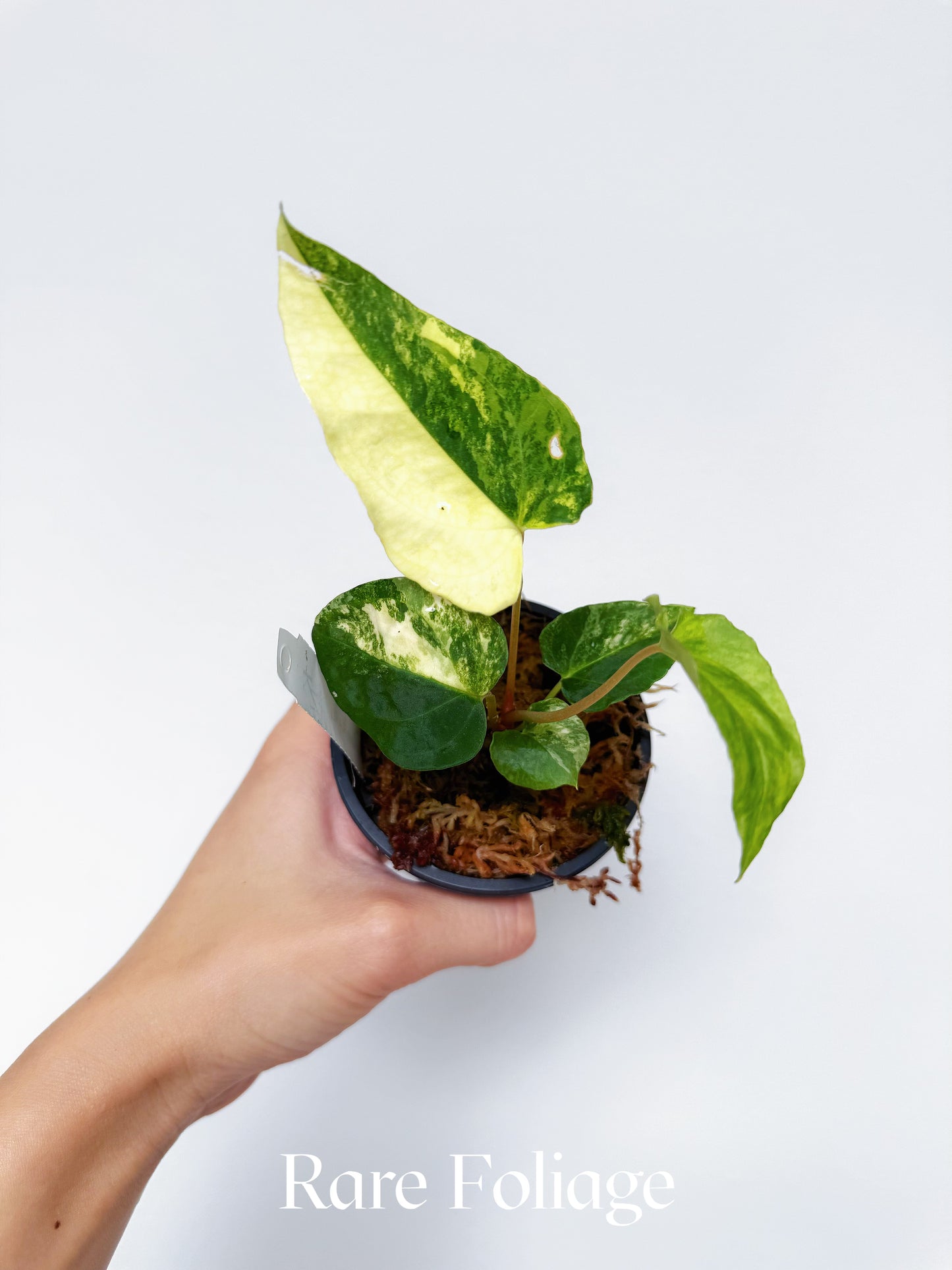 Variegated Anthurium Papillilaminum RL x Ralph Lynam 3"