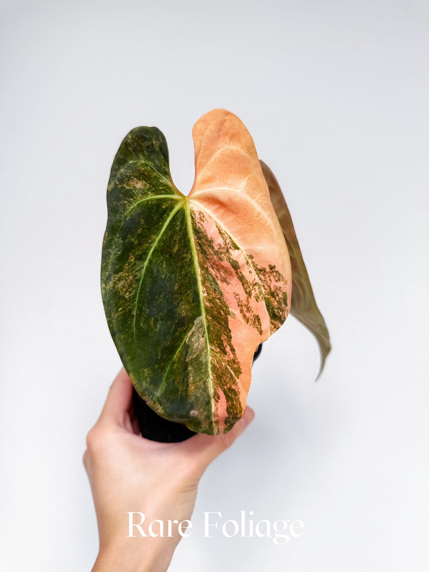 Anthurium Papillilaminum Variegated  x Tezula AOS Variegated 4” Exact Plant