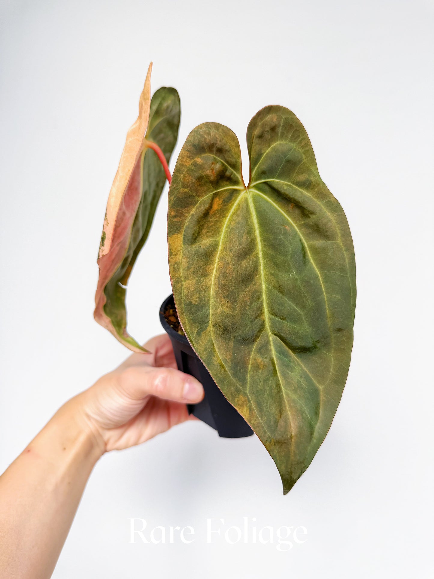 Anthurium Papillilaminum Variegated  x Tezula AOS Variegated 4” Exact Plant