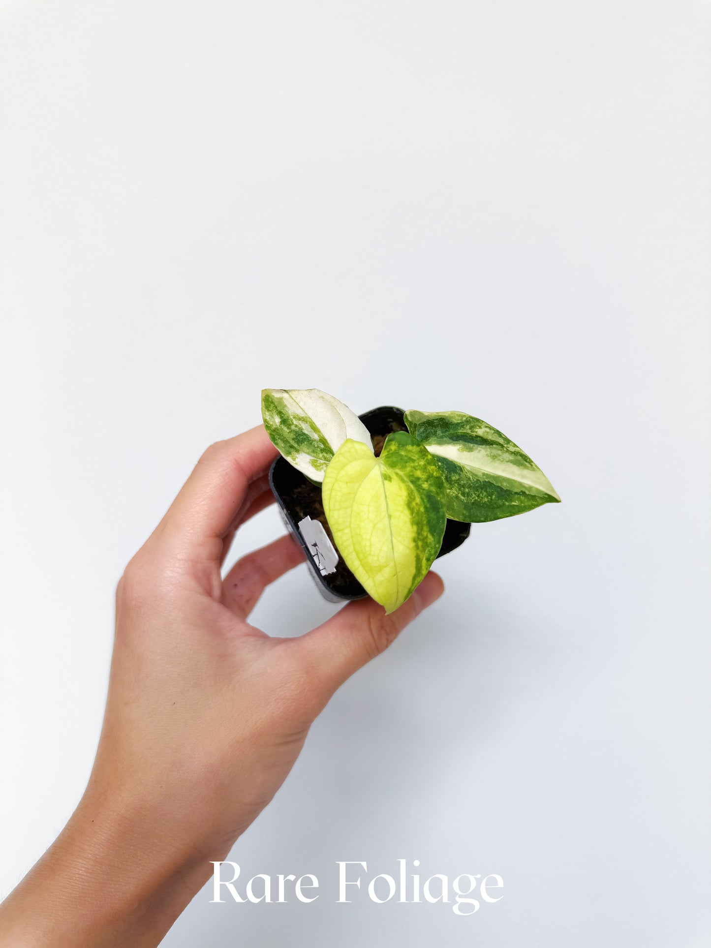 Variegated Anthurium Papillilaminum x Carlablackiae 2"