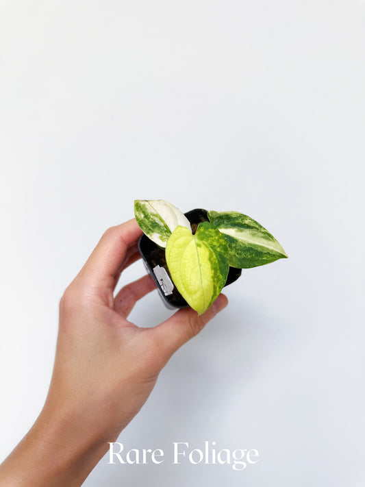 Variegated Anthurium Papillilaminum x Carlablackiae 2"